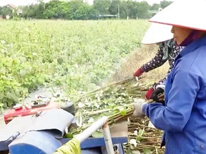 Ninh Bình: Trồng cây gai xanh AP1 trên đất gò đồi 